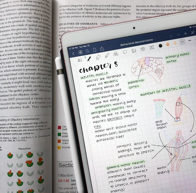 buenas calificaciones 5 