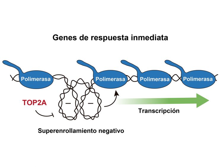 como-activar-el-adn-1