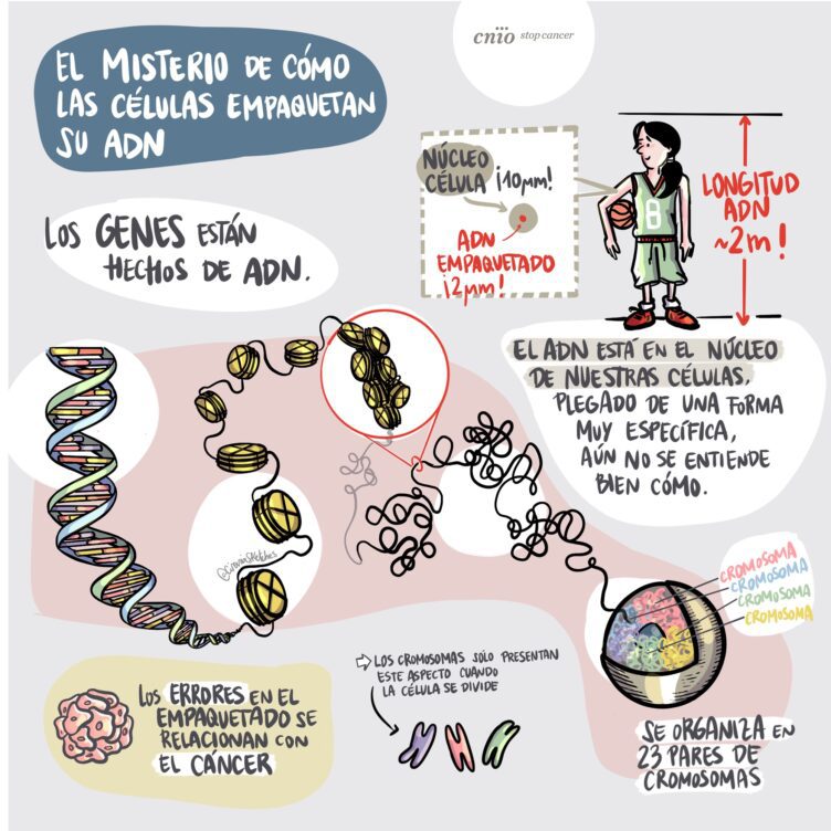 como-activar-el-adn-2