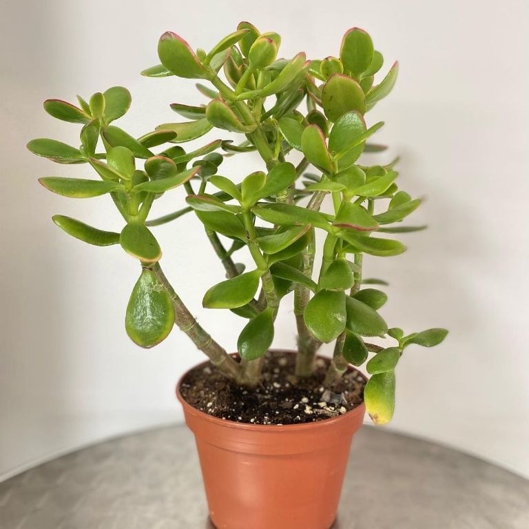 ¿Cómo activar la piedra de jade?