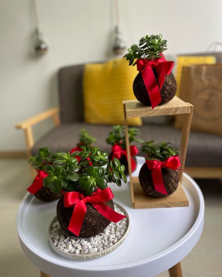 ¿Cómo activar la planta de jade para la suerte y el dinero?