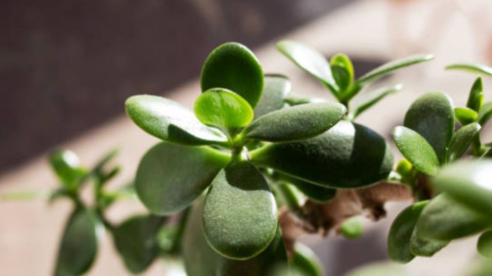 ¿Dónde colocar la planta de jade para atraer dinero?