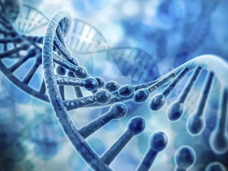 ¿Cómo activar el NF2 en el cuerpo humano?