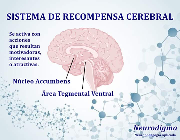 ¿Dónde se encuentra el sistema de recompensa?