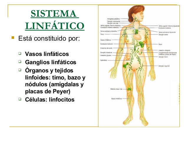 ¿Cómo activar el sistema linfático de manera natural?