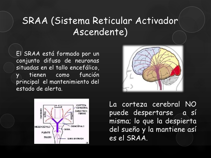 ¿Quién es el principal inhibidor del sistema reticular ascendente?