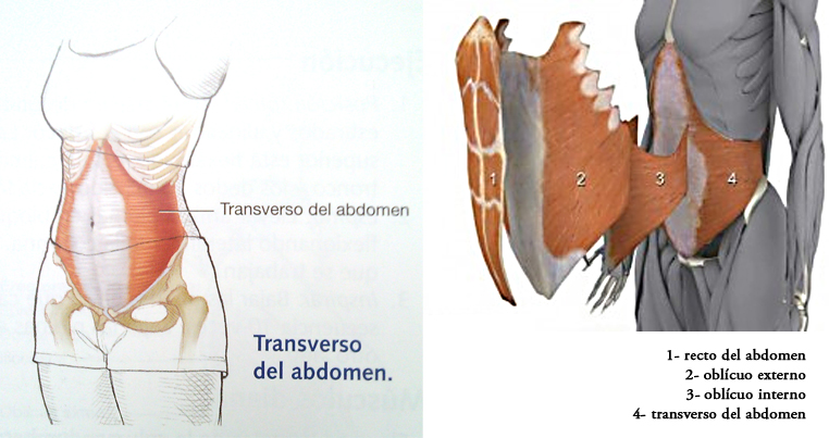 Cómo Activar el Transverso Abdominal