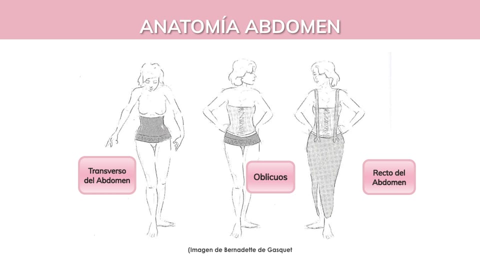 ¿Cómo estimular el transverso del abdomen?
