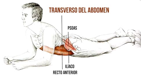 ¿Cómo activar la musculatura abdominal?