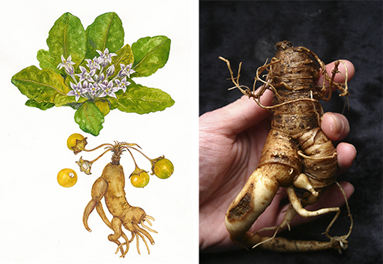 como-activar-la-mandragora-1