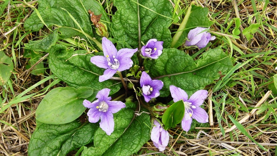 como-activar-la-mandragora-2