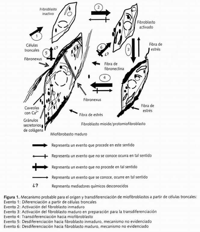 ¿Cómo despertar los fibroblastos?