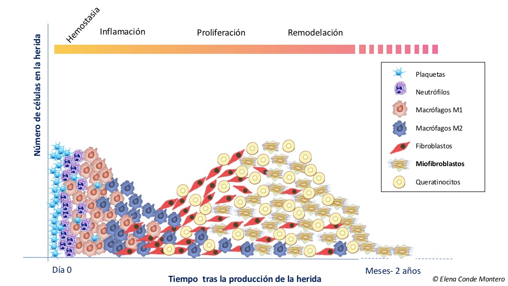 ¿Qué alimentos producen fibroblastos?