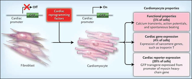 ¿Qué moléculas promueven la proliferación de fibroblastos?