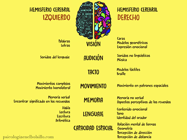 ¿Cómo saber cuál es el lado dominante del cerebro?